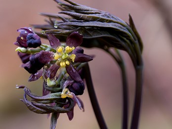 Caulophyllum giganteum